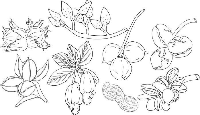 EPS 해외이미지 모양 식물 손 디자인 선 백그라운드 잎 일러스트 재료 자연 건강 미술 씨앗 장식 세트 검은색 견과류 수확 스케치 먹기 심볼 사인 그림 유기농 날것 땅콩 호두 아몬드 내추럴 고립 엘리먼트 채식주의자 캐슈넛 피스타치오 피칸 벡터 개암 비건 해외202310 해외일러스트 웰빙 열매 컬러 농업 모션 문화예술 신체부위 생태계 채식 파일형식