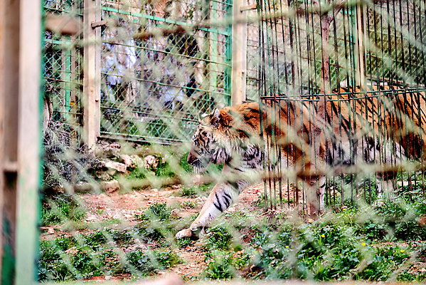 포토 JPG 해외이미지 동물 공원 얼굴 야생동물 백그라운드 오렌지 포유류 자연 동물원 종류 사람없음 야외 울타리 뷰티 고양이 줄무늬 자유 바 호랑이 닫기 위험 감옥 싱글 꼬리 육식동물 새장 사냥꾼 멸종 해외202310 해외포토 직업 공공시설 컨셉 무늬 과일 모션 신체부위 담장 반려동물 생태계 케이지 파일형식