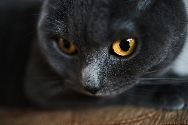 포토 JPG 해외이미지 동물 1 응시 행복 얼굴 포즈 오렌지 포유류 휴식 짧은머리 영국 수염 털 실내 미소 앉기 사람없음 가로 파란색 반려동물 노란색 고양이 회색 분노 흰색 표현 치아 모피 솜털 고립 기르기 유래 순혈 해외202310 해외포토 헤어스타일 시선 감정 유럽 컬러 컨셉 과일 모션 표정 내부 신체부위 소화기관 돌봄 파일형식