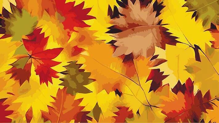 EPS 해외이미지 나무 식물 디자인 배너 실루엣 포스터 백그라운드 단풍 잎 캐나다 꽃무늬 패턴 오렌지 일러스트 자연 벽지 추상 그래픽 장식 빨간색 초록색 뷰티 노란색 세일 축제 견과류 덮개 흰색 인사 얼룩 숲 11월 질감 감사 벡터 반복 제의 효과 해외202310 해외일러스트 꽃 감정 컬러 북아메리카 무늬 과일 촬영기법 뚜껑 예절 날짜 생태계 파일형식