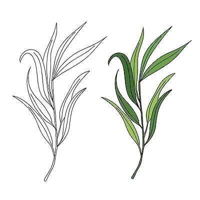 EPS 해외이미지 식물 손 디자인 배너 실루엣 음식 잎 꽃무늬 채소 일러스트 재료 자연 건강 요리 미술 초록색 여름 약 주방 정원 샐러드 수확 나뭇가지 신선 양념 약초 스케치 다발 허브 향신료 메뉴 그림 유기농 매움 아로마 향 내추럴 고립 채식주의자 벡터 해외202310 해외일러스트 나무 웰빙 계절 꽃 컬러 무늬 농업 의학 문화예술 촬영기법 신체부위 풀_식물 맛 생태계 채식 향미료 파일형식