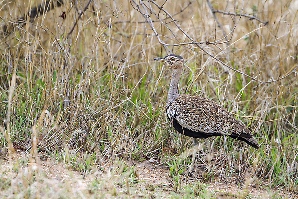 포토 JPG 해외이미지 동물 야생동물 아프리카 자연 조류 국립공원 사람없음 가로 보호 사파리 남아프리카 보호구역 크루거 해외202310 해외포토 공원 나라 컨셉 생태계 남아프리카공화국 구역 파일형식