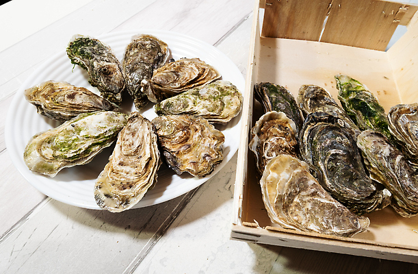 포토 JPG 해외이미지 접시 음식 바다 백그라운드 조개 연체동물 건강 어류 사람없음 식당 껍질 굴 신선 오픈 고급 먹기 해산물 날것 석판 식용 식품점 해외202310 해외포토 식기 컨셉 모션 어패류 무척추동물 상점 수중동물 파일형식