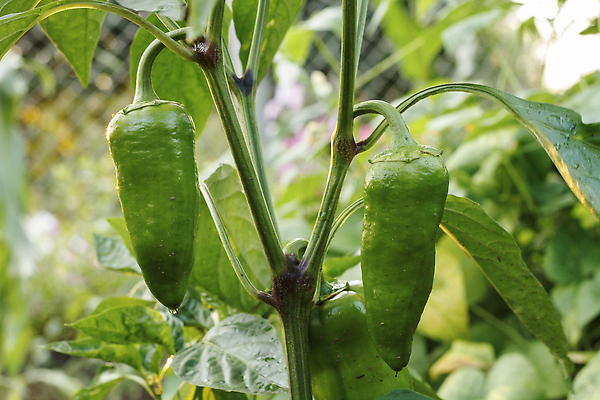 포토 JPG 해외이미지 식물 계절 음식 백그라운드 잎 밭 농업 다이어트 채소 자연 건강 사람없음 초록색 농작물 농장 노란색 정원 농사 수확 성장 종 신선 달콤 맛 유기농 원예 날것 후추 내추럴 밭일 불가리아 숙성 온실 채식주의자 해외202310 해외포토 웰빙 산업 컬러 컨셉 취미 향신료 생태계 채식 파일형식 남유럽