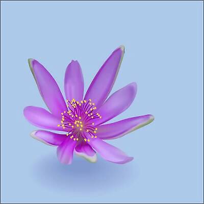 EPS 해외이미지 식물 꽃잎 꽃 별 컬러 백그라운드 꽃무늬 일러스트 자연 그림자 초록색 파란색 뷰티 노란색 보라색 벚꽃 흰색 개화 닫기 제비꽃 꽃가루 라벤더 내추럴 고립 해외202310 해외일러스트 자연요소 무늬 모션 가루 허브 생태계 파일형식 벡터