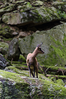 포토 JPG 해외이미지 동물 공원 야생동물 포유류 자연 염소 산 뿔 사람없음 야외 자유 황무지 스페인 보호 큼 트로피 사냥 내추럴 스페인어 해외202310 해외포토 공공시설 유럽 컨셉 크기 상_우승 생태계 파일형식