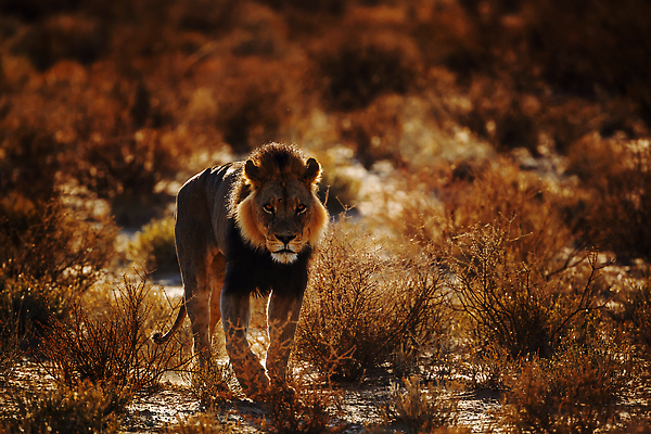 포토 JPG 해외이미지 동물 남자 야생동물 포유류 아프리카 자연 아침 국립공원 사람없음 야외 가로 관광지 걷기 일출 고양이 황혼 새벽 사막 황무지 보호 사자 사파리 육식동물 나미비아 남아프리카 보츠와나 보호구역 칼라하리 건조기후 해외202310 해외포토 주간 자연요소 공원 나라 여행 컨셉 모션 사람 반려동물 노을 일몰 생태계 구역 파일형식