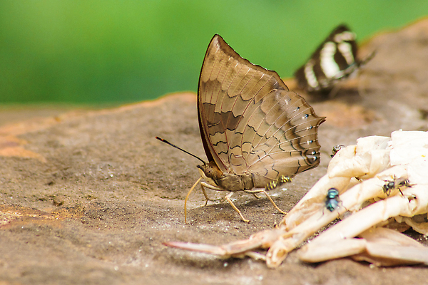 포토 JPG 해외이미지 동물 한마리 1 아시아 야생동물 컬러 나비 곤충 잎 날개 오렌지 자연 생물 무척추동물 안테나 사람없음 야외 가로 컬러풀 뷰티 맑음 검은색 봄 자유 벌레 작음 먹기 콧수염 묘사 생물학 꼬리 서식지 철새 내추럴 동물상 땅바닥 복부 해외202310 해외포토 식물 계절 교육 나라 컨셉 과일 통신 모션 조류 날씨 수염 바닥 신체부위 조형물 크기 생태계 파일형식