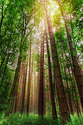 포토 JPG 해외이미지 나무 식물 계절 공원 잎 자연 사람없음 야외 목재 초록색 빛 햇빛 태양 환경 봄 소나무 숲 큼 요크셔테리어 내추럴 해외202310 해외포토 자연요소 공공시설 컬러 재료 크기 테리어 생태계 파일형식