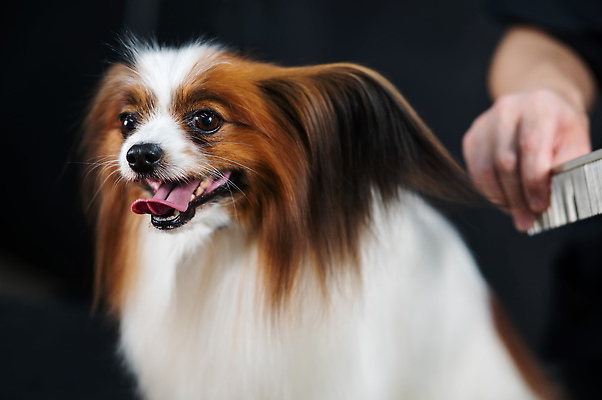 포토 JPG 해외이미지 손 신체부위 뷰티 귀여움 스패니얼 이발 빗질 다듬기 애견빗 해외202310 해외포토 컨셉 모션 사람 개 애견용품 파일형식