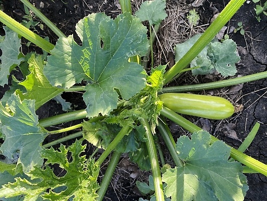 포토 JPG 해외이미지 식물 계절 꽃 음식 잎 농업 채소 자연 호박 건강 사람없음 야외 장식 초록색 여름 정원 농사 수확 성장 벚꽃 시골 침대 신선 개화 유기농 원예 날것 먼지 박 스쿼시 내추럴 땅바닥 숙성 주키니 채식주의자 해외202310 해외포토 웰빙 산업 스포츠 컬러 가구 바닥 취미 구기 생태계 채식 파일형식