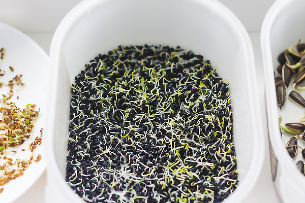 포토 JPG 해외이미지 식물 손 음식 컨셉 잎 농업 다이어트 채소 재료 자연 주택 건강 씨앗 사람없음 목재 초록색 새싹 정원 샐러드 수확 성장 신선 먹기 허브 에코 유기농 원예 날것 내추럴 모종 바이오 식용 채식주의자 총쏘기 슈퍼푸드 비건 해외202310 해외포토 나무 웰빙 산업 컬러 모션 취미 건물 신체부위 환경 생태계 채식 건강식품 파일형식