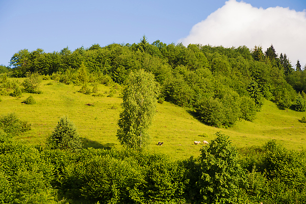 포토 JPG 해외이미지 나무 동물 계절 여행 백그라운드 밭 농업 자연 하늘 산 주택 사람없음 야외 건물 목재 초록색 태양 뷰티 농장 환경 계곡 가축 수확 시골 양 군중 저녁 숲 방목 땅 언덕 복고 양고기 내추럴 산악지대 밭일 우크라이나 해외202310 해외포토 자연요소 식물 건축물 유럽 산업 컬러 재료 포유류 육류 사람 축산업 야간 생태계 파일형식