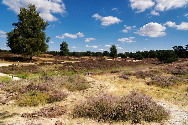 포토 JPG 해외이미지 나무 구름 공원 자연 하늘 풍경 사람없음 파란색 흰색 네덜란드 전국 해외202310 해외포토 자연요소 식물 공공시설 유럽 컬러 생태계 파일형식