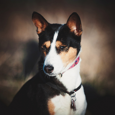 포토 JPG 해외이미지 동물 감정 잎 포유류 자연 사람없음 빨간색 초록색 반려동물 뷰티 노란색 검은색 자유 가을 바위 흰색 표현 개 달콤 스마트 집중 호기심 사냥 수의사 송곳니 기르기 무료 유래 힘찬 순혈 해외202310 해외포토 식물 계절 컬러 컨셉 의사 돌_바위 맛 치아 생태계 돌봄 파일형식