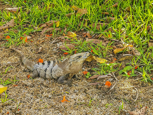 포토 JPG 해외이미지 동물 야생동물 여행 백그라운드 건축양식 파충류 자연 하늘 휴가 멕시코 사람없음 야외 뷰티 머리 맑음 사찰 도마뱀 이구아나 유카탄 마야 내추럴 고고학 이국적 해외202310 해외포토 교육 건축 북아메리카 종교건축 날씨 신체부위 생태계 마야문명 파일형식