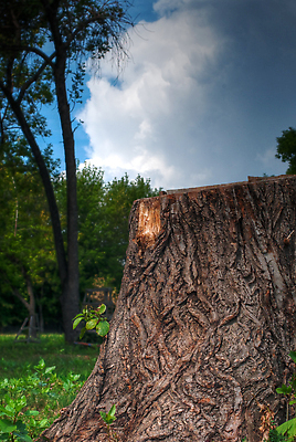 포토 JPG 해외이미지 나무 식물 구름 자연 하늘 사람없음 목재 초록색 파란색 갈색 봄 숲 큼 뿌리 나무껍질 옛날 해외202310 해외포토 자연요소 계절 컬러 재료 껍질 크기 생태계 파일형식