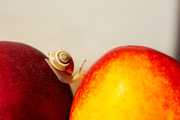 포토 JPG 해외이미지 식물 동물 1 음식 백그라운드 오렌지 자연 연체동물 주택 안테나 나선형 건강 사람없음 빨간색 여름 빛 뷰티 농장 갈색 노란색 정원 화장품 젖음 껍질 흰색 숲 작음 땅 속도 유기농 달팽이 복숭아 덮기 느림 내추럴 기생충 기어가기 민달팽이 식용 끈적임 해외202310 해외포토 웰빙 계절 컬러 무늬 농업 과일 통신 모션 무척추동물 건물 바이러스 크기 생태계 파일형식 달팽이_동물