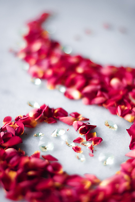 포토 JPG 해외이미지 꽃잎 분홍색 백그라운드 곡선 사람없음 장미 카피스페이스 해외202310 해외포토 꽃 선 컬러 공백 파일형식