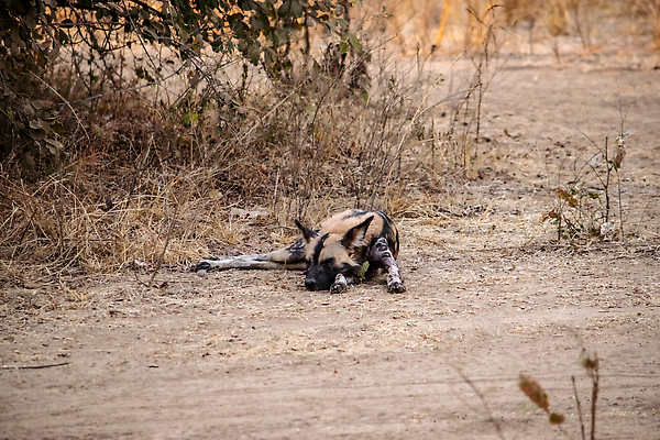포토 JPG 해외이미지 동물 야생동물 새끼 포유류 아프리카 자연 사람없음 갈색 노란색 검은색 점 화려 그리기 황무지 개 위험 사파리 사냥 사냥개 귀 육식동물 사냥꾼 멸종 케냐 청각 늑대 남쪽 송곳니 동물상 사바나 잠비아 해외202310 해외포토 직업 나라 컬러 컨셉 모션 신체부위 조형물 치아 방향 생태계 파일형식