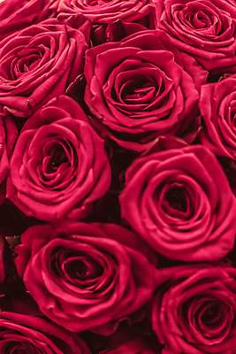 포토 JPG 해외이미지 꽃다발 근접촬영 사람없음 장미 로맨틱 해외202310 해외포토 꽃 뷰포인트 컨셉 파일형식