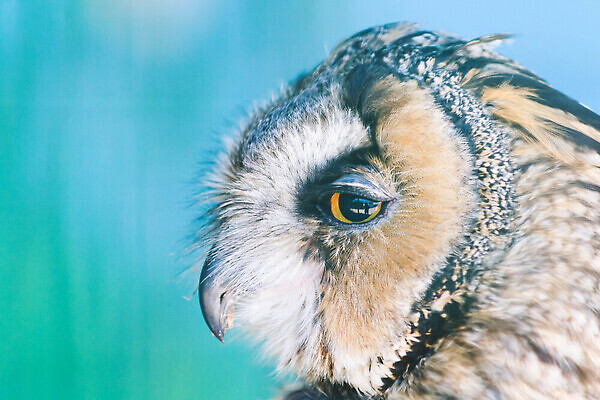 포토 JPG 해외이미지 나무 동물 캐릭터 디자인 얼굴 야생동물 잎 벽지 조류 동물원 앉기 사람없음 목재 장식 초록색 파란색 세트 컬러풀 갈색 머리 봄 나뭇가지 아기 인사 낙서 작음 먹이 만화 깃털 부엉이 엘리먼트 스타일 해외202310 해외포토 식물 계절 컬러 재료 모션 사람 신체부위 예절 크기 파일형식