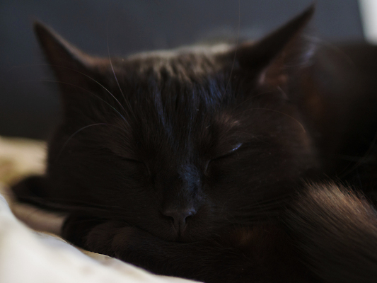 포토 JPG 해외이미지 동물 응시 얼굴 백그라운드 포유류 생물 수염 사람없음 반려동물 노란색 머리 검은색 고양이 어둠 할로윈 흰색 관찰 모피 코 슛 해외202310 해외포토 시선 컬러 모션 신체부위 파일형식