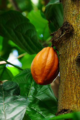 포토 JPG 해외이미지 나무 식물 음식 잎 과일 재료 자연 콩 사람없음 노란색 초콜릿 수확 숲 열대우림 유기농 날것 코코아 내추럴 이국적 해외202310 해외포토 웰빙 음료 컬러 농업 디저트 곡류 생태계 파일형식