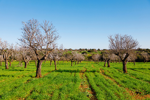 포토 JPG 해외이미지 나무 식물 계절 꽃 컬러 여행 백그라운드 잎 밭 농업 자연 하늘 사람없음 야외 초록색 빛 뷰티 환경 정원 봄 벚꽃 나뭇가지 신선 개화 지중해 유기농 장면 아몬드 꿀 땅바닥 해외202310 해외포토 웰빙 산업 바다 바닥 견과류 생태계 파일형식