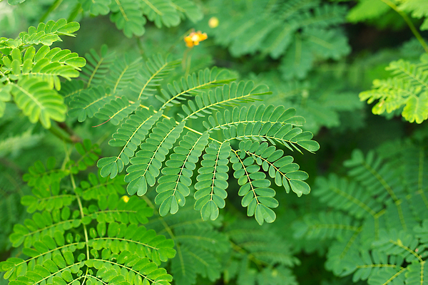 포토 JPG 해외이미지 나무 식물 디자인 백그라운드 잎 꽃무늬 자연 벽지 표면 미술 사람없음 장식 초록색 빛 뷰티 정원 봄 신선 소프트포커스 숲 유기농 질감 내추럴 블러 이국적 해외202310 해외포토 웰빙 계절 꽃 컬러 무늬 문화예술 촬영기법 생태계 파일형식