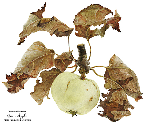 포토 JPG 해외이미지 식물 전통 음식 잎 채소 과일 일러스트 자연 건강 미술 사람없음 초록색 정원 페인트 주스 수확 나뭇가지 표현 신선 황금 사과 유기농 손그림 고립 바로크 바이오 현실 해외202310 해외일러스트 나무 웰빙 음료 컬러 농업 문화예술 생태계 파일형식