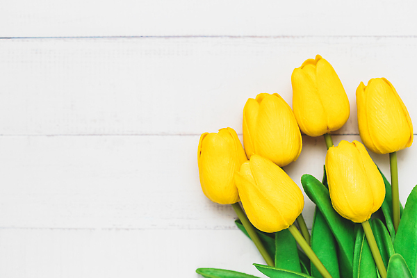 포토 JPG 해외이미지 식물 계절 꽃잎 꽃 줄기 컬러 꽃다발 백그라운드 잎 꽃무늬 자연 엄마 휴가 부활절 발렌타인데이 선물 사랑 사람없음 장식 초록색 컬러풀 뷰티 노란색 우주 정원 봄 낭만 튤립 벚꽃 흰색 축하 인사 신선 신용카드 생일 다발 꽃집 엽서 내추럴 인공 해외202310 해외포토 기념일 감정 컨셉 무늬 가족 데이이벤트 금융 상점 예절 편지 생태계 파일형식