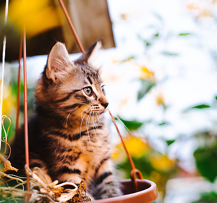 포토 JPG 해외이미지 동물 얼굴 컬러 백그라운드 오렌지 장난 포유류 자연 수염 털 잔디 사람없음 야외 빨간색 초록색 여름 반려동물 뷰티 노란색 귀여움 정원 고양이 흰색 아기 달콤 작음 모피 솜털 기르기 해외202310 해외포토 식물 계절 컨셉 과일 사람 신체부위 맛 크기 생태계 돌봄 파일형식