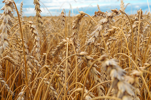 포토 JPG 해외이미지 식물 계절 밭 농업 아침 건강 옥수수 씨앗 사람없음 농작물 햇빛 태양 농장 농경지 일출 농사 목장 모임 수확 농촌 시골 농부 낟알 땅 시리얼 밀 보리 밀가루 밭일 숙성 호밀 세련 귀리 해외202310 해외포토 주간 자연요소 직업 산업 음식 곡류 노을 가루 파일형식