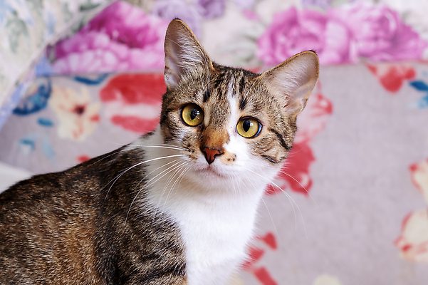 포토 JPG 해외이미지 동물 응시 창문 포유류 휴식 수염 주택 털 실내 앉기 사람없음 내부 반려동물 검은색 고양이 가축 회색 관찰 모피 손목시계 명상 호기심 사냥 귀 얼룩무늬 기르기 총구 혼자 눈내림 해외202310 해외포토 시선 감정 시계 컬러 컨셉 무늬 장신구 모션 눈_날씨 건물 신체부위 돌봄 파일형식