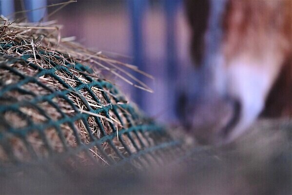 포토 JPG 해외이미지 동물 음식 백그라운드 사람없음 초록색 농장 목장 흰색 입 닫기 볏짚 코 수유 해외202310 해외포토 컬러 농업 모션 신체부위 짚 파일형식