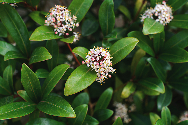 포토 JPG 해외이미지 식물 계절 꽃잎 꽃 분홍색 백그라운드 잎 꽃무늬 건강 풍경 사람없음 야외 장식 초록색 빛 뷰티 약 정원 봄 활발 벚꽃 흰색 나뭇가지 인사 신선 개화 허브 원예 향 내추럴 해외202310 해외포토 나무 컬러 컨셉 무늬 의학 취미 예절 파일형식