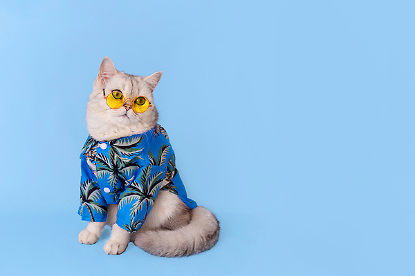 포토 JPG 해외이미지 동물 응시 옷 행복 안경 여행 컨셉 셔츠 휴가 휴식 털 실내 손바닥 사람없음 파란색 반려동물 뷰티 노란색 맑음 고양이 흰색 표현 신용카드 유머 달콤 솜털 강렬 고립 기르기 스타일 해외202310 해외포토 손 시선 잡화 감정 컬러 상의 포유류 날씨 내부 금융 맛 돌봄 파일형식