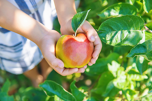 포토 JPG 해외이미지 주간 서양인 여자 어린이 잎 자연 한명 들기 야외 옆모습 하반신 신선 사과 과수원 사과농장 소녀한명만 해외202310 해외포토 자연요소 외국인 식물 1 뷰포인트 농업 과일 모션 사람 농장 생태계 여자한명만 소녀만 파일형식