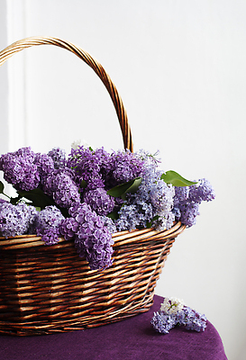 포토 JPG 해외이미지 꽃 꽃다발 백그라운드 잎 자연 탁자 아침 친절 선물 사랑 사람없음 초록색 컬러풀 바구니 보라색 놀람 봄 기쁨 식탁보 흰색 나뭇가지 생태계 향기 포도나무 라일락 내추럴 거짓말 해외202310 해외포토 주간 나무 식물 계절 감정 컬러 가구 표정 과일나무 냄새 파일형식