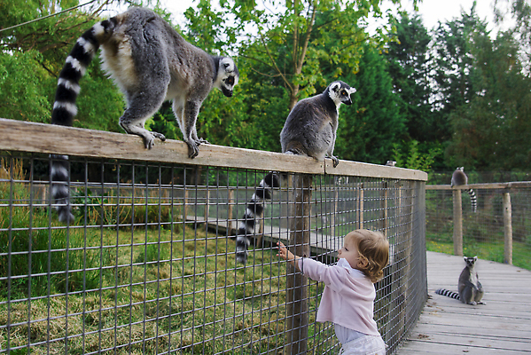 포토 JPG 해외이미지 동물 응시 공원 행복 야생동물 어린이 여행 포유류 학교 가족 자연 함께함 동물원 한명 사람 야외 울타리 반려동물 고양이 유치원 놀이방 기쁨 터치 원숭이 아기 반지 개 쌍둥이 사파리 꼬리 쇼 걸음마 돌봄 미어캣 여우원숭이 해외202310 해외포토 1 시선 공공시설 교육 감정 컨셉 장신구 관계 모션 담장 생태계 파일형식