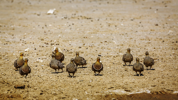 포토 JPG 해외이미지 동물 여자 남자 야생동물 아프리카 자연 조류 파노라마 국립공원 사람없음 앞모습 관광지 걷기 사막 보호 사파리 나미비아 남아프리카 보츠와나 보호구역 칼라하리 건조기후 해외202310 해외포토 공원 나라 뷰포인트 여행 컨셉 모션 촬영기법 사람 생태계 구역 파일형식
