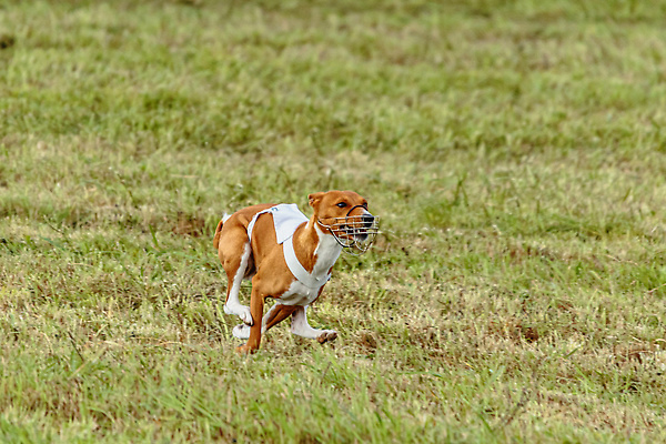 포토 JPG 해외이미지 동물 1 공원 감정 스포츠 밭 모션 놀이 건강 사람없음 야외 초록색 반려동물 달리기 뷰티 걷기 정원 점프 경쟁 에너지 게임 시골 레이싱 잡기 개 유혹 속도 사냥 송곳니 기르기 전력질주 챔피언 순혈 해외202310 해외포토 공공시설 컬러 컨셉 농업 포유류 시합 치아 돌봄 파일형식