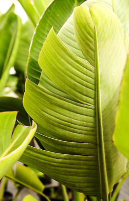 포토 JPG 해외이미지 식물 줄기 꽃다발 백그라운드 잎 꽃무늬 자연 조류 버튼 사람없음 야외 장식 초록색 컬러풀 태양 뷰티 환경 정원 나뭇가지 개화 스페인 숲 꽃집 묘사 기중기 원예 천국 생태학 영원 이국적 취급주의 파라다이스 완전 해외202310 해외포토 자연요소 나무 동물 교육 꽃 유럽 컬러 컨셉 무늬 경고 취미 상점 중장비 생태계 파일형식