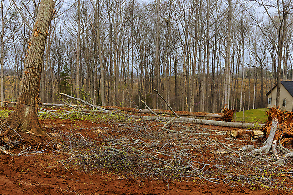 포토 JPG 해외이미지 나무 계절 산업 풍경 사람없음 야외 목재 환경 업무 숲 자르기 통나무 뿌리 내추럴 삭제 삼림지대 생태학 해외202310 해외포토 식물 교육 재료 모션 작업 파일형식