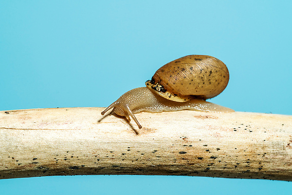 포토 JPG 해외이미지 스튜디오촬영 동물 한마리 야생동물 자연 하늘 생물 연체동물 무척추동물 실내 안테나 나선형 종류 사람없음 목재 갈색 껍질 나뭇가지 막대기 작음 달팽이 파란배경 덮기 느림 카피스페이스 끈적임 해외202310 해외포토 나무 1 컬러 백그라운드 무늬 재료 통신 모션 내부 파란색 공백 크기 생태계 파일형식