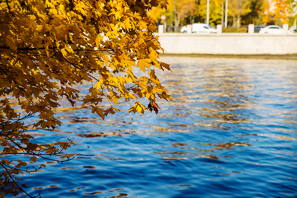 포토 JPG 해외이미지 나무 식물 계절 공원 호수 컬러 여행 단풍 잎 오렌지 자연 날씨 추상 풍경 사람없음 야외 빨간색 초록색 물 파란색 빛 강 컬러풀 햇빛 태양 뷰티 반사 노란색 환경 정원 맑음 젖음 가을 나뭇가지 연못 황금 숲 9월 11월 10월 내추럴 해외202310 해외포토 자연요소 공공시설 무늬 과일 날짜 생태계 파일형식