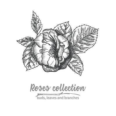 EPS 해외이미지 식물 손 꽃 실루엣 선 꽃다발 결혼 백그라운드 꽃무늬 패턴 일러스트 휴가 잉크 프레임 흑백 그래픽 장식 여름 뷰티 연필 장미 유행 정원 검은색 화환 수확 흰색 인사 신용카드 인쇄 스케치 다발 문신 싱글 그림 복고 엽서 윤곽 초대 판화 고립 빅토리아 벡터 국경 해외202310 해외일러스트 계절 컬러 무늬 농업 학용품 촬영기법 미술 이벤트 신체부위 금융 필기구 예절 편지 파일형식