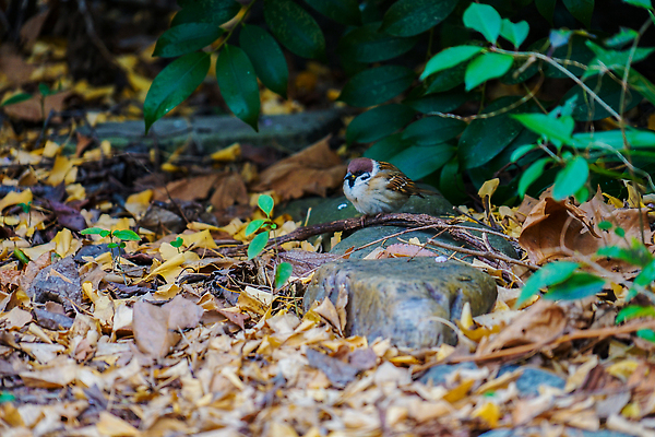 포토 JPG 해외이미지 식물 동물 꽃잎 단풍 잎 자연 조류 손바닥 사람없음 노란색 참새 해외202310 해외포토 손 꽃 컬러 생태계 파일형식