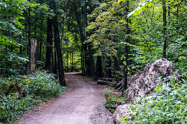 포토 JPG 해외이미지 나무 식물 공원 도로 길 컬러 여행 백그라운드 잎 벤치 건축양식 자연 하늘 휴식 거리 사람 풍경 잔디 사람없음 야외 건물 초록색 여름 파란색 빛 도시풍경 뷰티 환경 정원 맑음 봄 산책 도시 숲 오솔길 러시아 타운 일반 내추럴 랜드마크 방법 해외202310 해외포토 건축물 계절 공공시설 건축 유럽 컨셉 의자 교통시설 날씨 생태계 파일형식